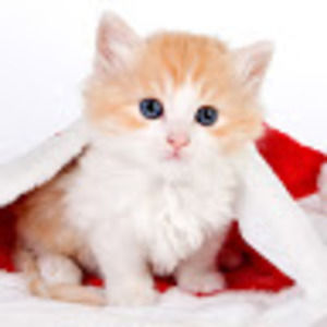 Meet your Posher, Mia